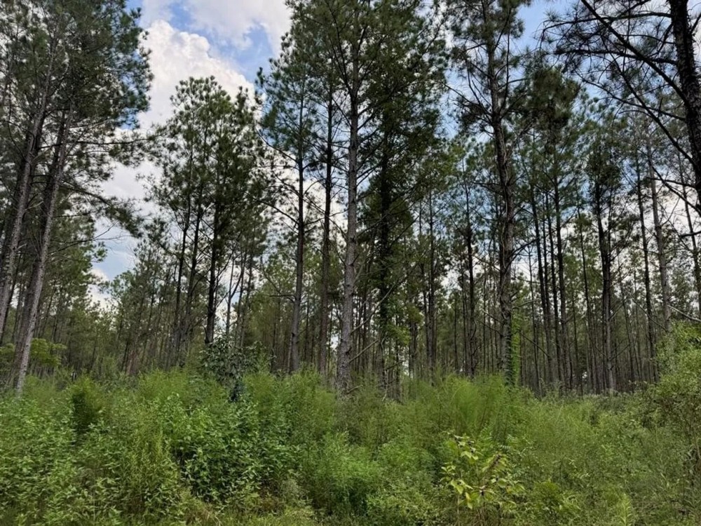 120 Acre Hunter s Paradise in South MS for Sale featured image