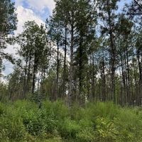 120 Acre Hunter s Paradise in South MS for Sale