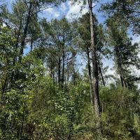 120 Acre Hunter s Paradise in South MS for Sale images 2