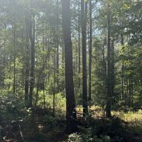 120 Acre Hunter s Paradise in South MS for Sale images 4