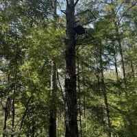 120 Acre Hunter s Paradise in South MS for Sale images 5
