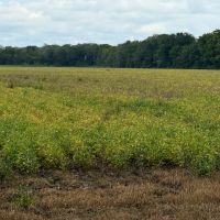 LA - Caldwell 43 acres -