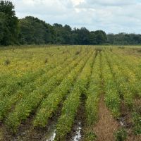 LA - Caldwell 43 acres - images 2