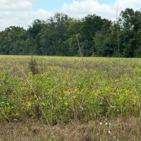LA - Caldwell 43 acres - images 4
