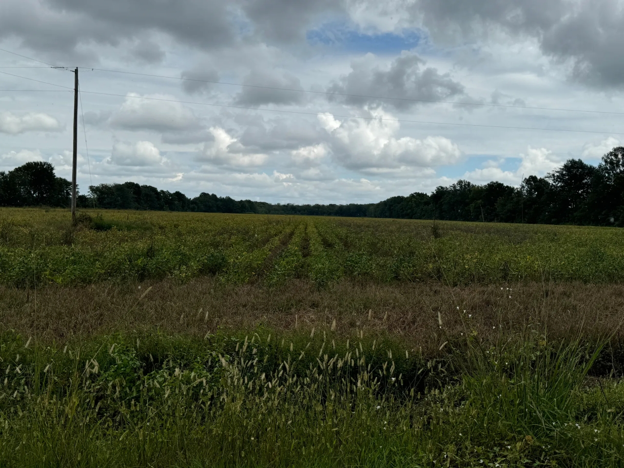 LA Caldwell 43 acres Hunting Land for Sale
