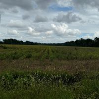 LA - Caldwell 43 acres - images 5