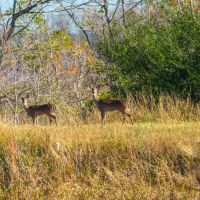Cypress Point images 4