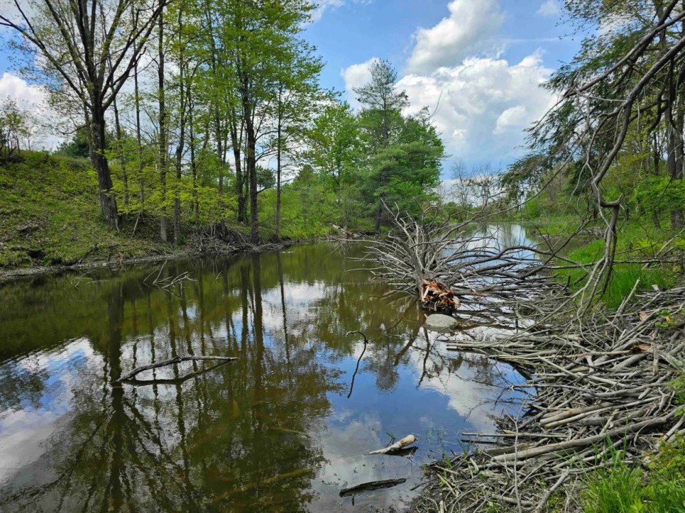 5 acre Wooded Building Lot with Pond in Bradford NY Goundry Hill Rd near Goundry Hill State Forest featured image