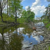 5 acre Wooded Building Lot with Pond in Bradford NY Goundry Hill Rd near Goundry Hill State Forest