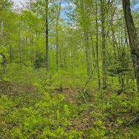 5 acre Wooded Building Lot with Pond in Bradford NY Goundry Hill Rd near Goundry Hill State Forest images 4