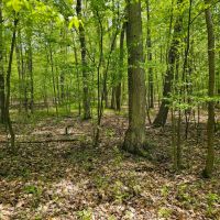 5 acre Wooded Building Lot with Pond in Bradford NY Goundry Hill Rd near Goundry Hill State Forest images 5