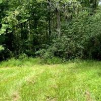 75 Acres in Scott County in Morton MS