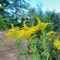 Business Potential or Recreational Retreat images 3