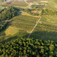 Gorgeous Apple Orchard in Hendersonville images 5