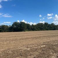 LA - Catahoula 238 acres - images 3