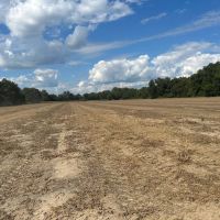 LA - Catahoula 238 acres - images 5