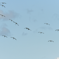 1200 Acre Water Fowel Hunting Lease with Sandhill Crane, Geese and Dove