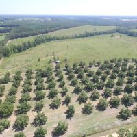 Toombs County Homesite with Timberland