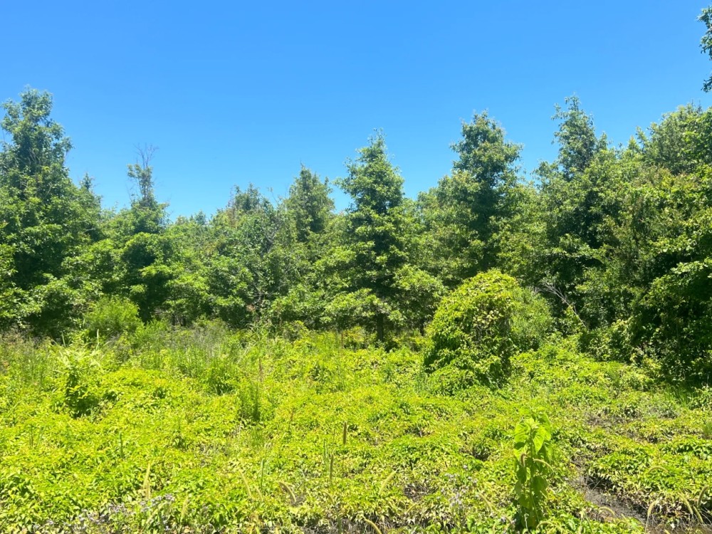 LA - Madison 212 acres - featured image