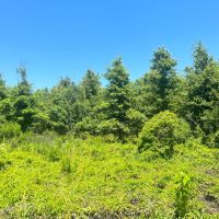 LA - Madison 212 acres - images 1