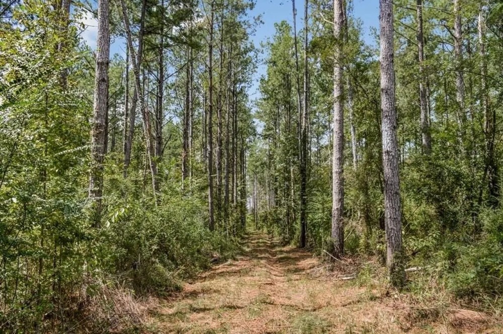 200 Acres of Land for Sale in North Pike School District featured image