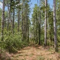 200 Acres of Land for Sale in North Pike School District