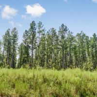200 Acres of Land for Sale in North Pike School District images 2