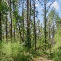 200 Acres of Land for Sale in North Pike School District images 3