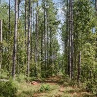200 Acres of Land for Sale in North Pike School District images 4