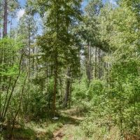 200 Acres of Land for Sale in North Pike School District images 5