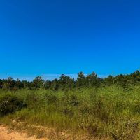 21 Acres Shady Grove Road CR 2175 images 3