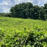 197.83 Acres in Yazoo County in Benton MS images 3