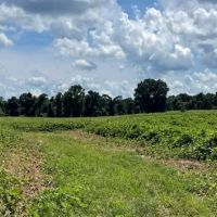 197.83 Acres in Yazoo County in Benton MS images 4