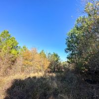 46 Acres Off County Road 3 images 5