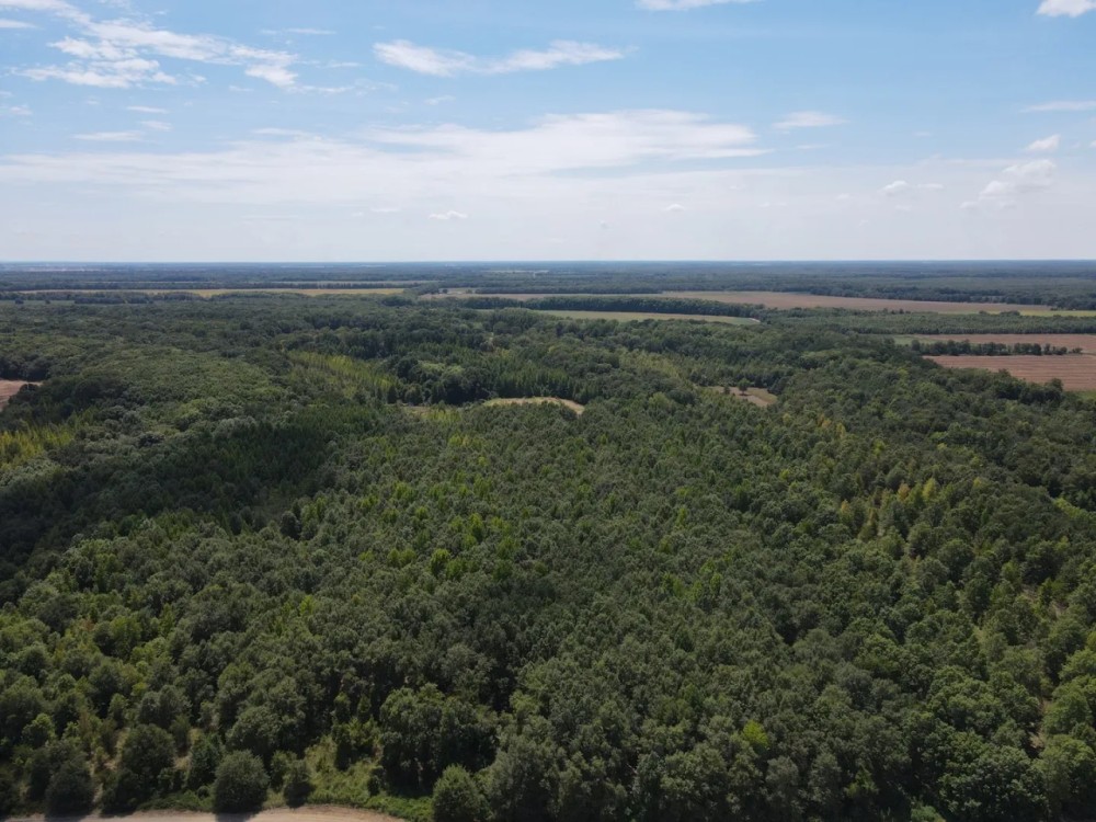 80 Acres in Quitman County MS featured image