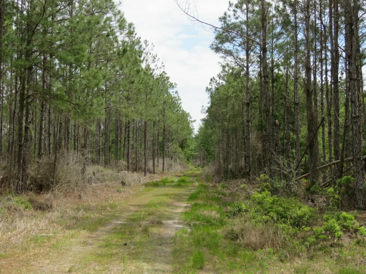 Waccasassa Flatwoods West Tract Hunting Land for Sale