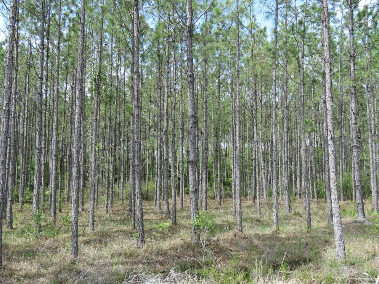 Waccasassa Flatwoods West Tract Hunting Land for Sale