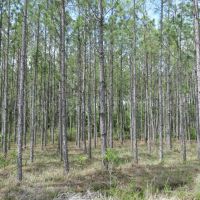 Waccasassa Flatwoods West Tract images 3