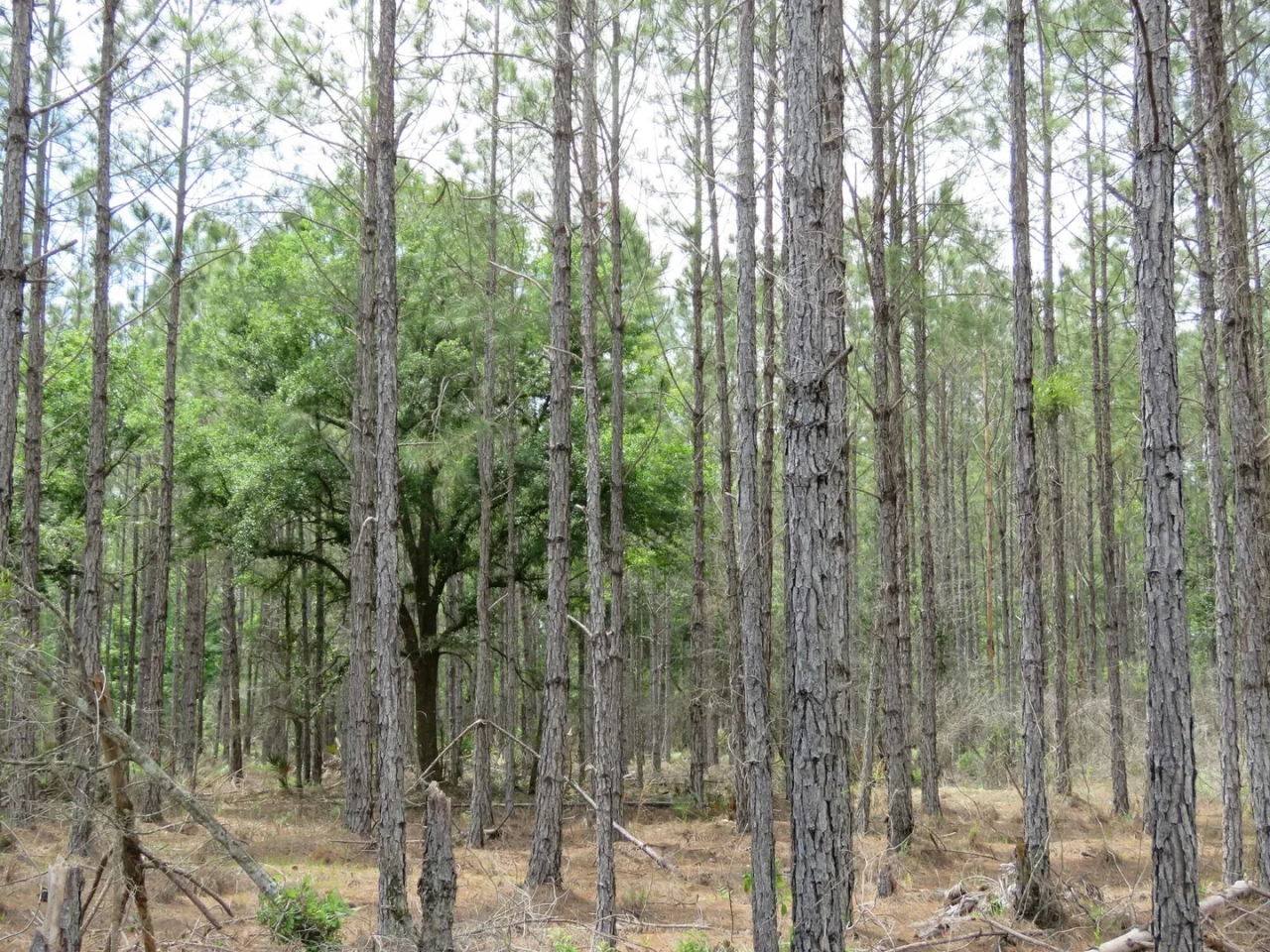Waccasassa Flatwoods West Tract Hunting Land for Sale