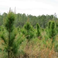 Waccasassa Flatwoods West Tract images 5