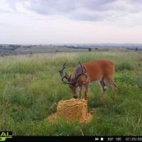 KS - Barber 430 acres - images 5