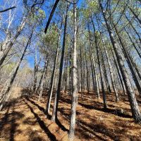 25 Acres in Wayne Co. TN images 3