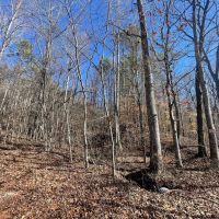 25 Acres in Wayne Co. TN images 4