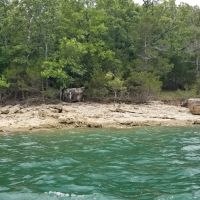 Beaver Lake 76 acres Land w Waterfront Private Boat Dock images 3