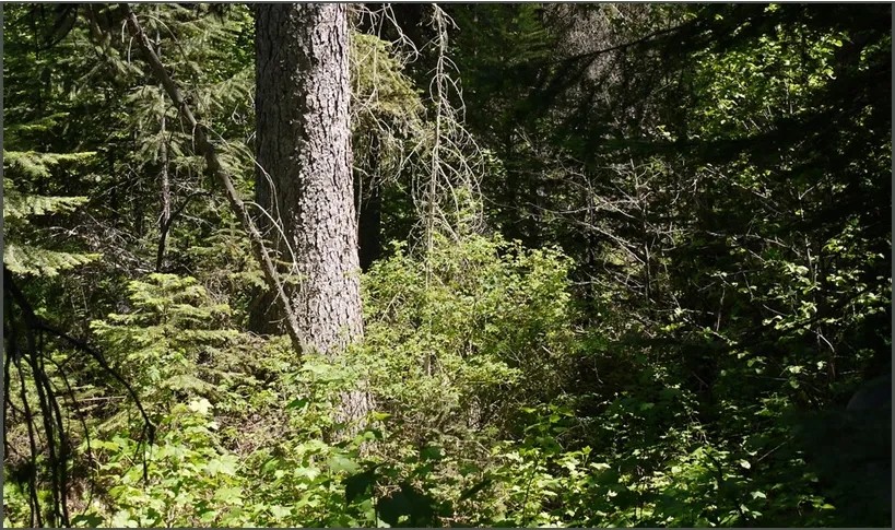 50 Acre Recreational Tract in Pearl River County MS featured image