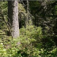 50 Acre Recreational Tract in Pearl River County MS