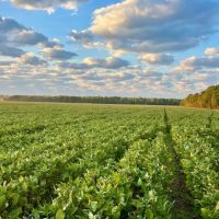 176.18 Acres with a Home in Leflore County MS images 2