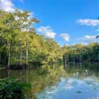 176.18 Acres with a Home in Leflore County MS images 4
