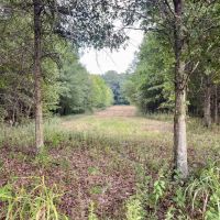 176.18 Acres with a Home in Leflore County MS images 5