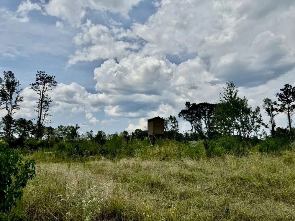 350 Acre Timber and Hunting Tract for Sale Amite County MS featured image